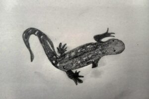 Bild föreställande regenerativa salamandrar